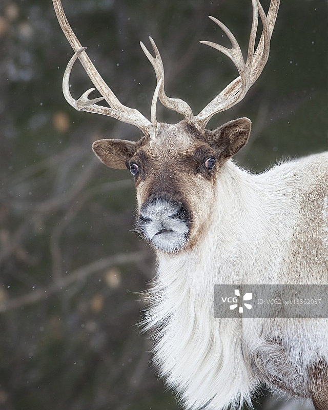 北欧居民图片素材
