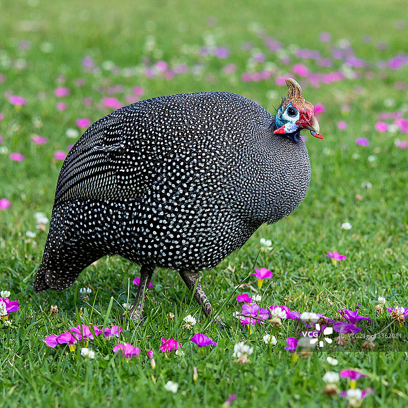 草地上的盔珠鸡图片素材