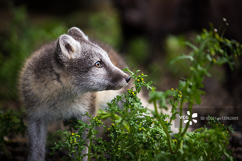 北极狐幼崽图片素材
