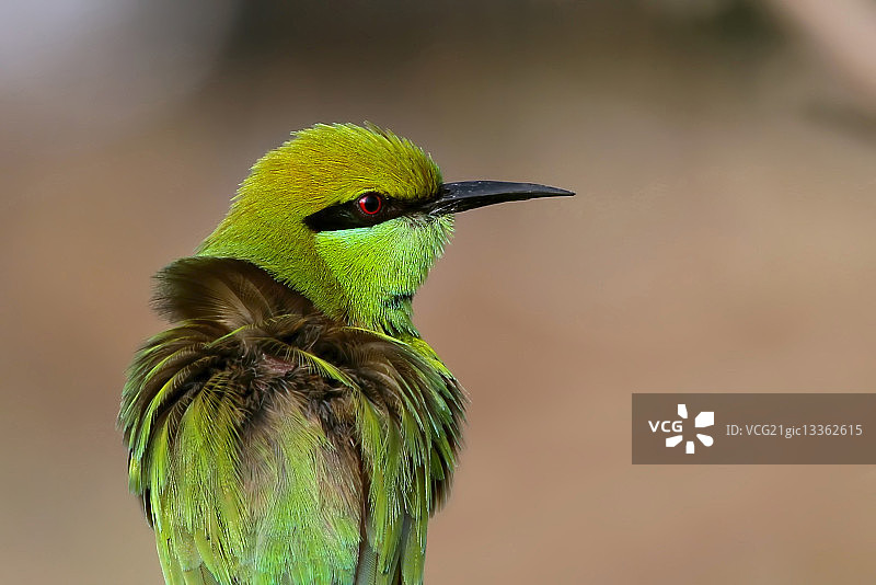 绿色蜂虎图片素材