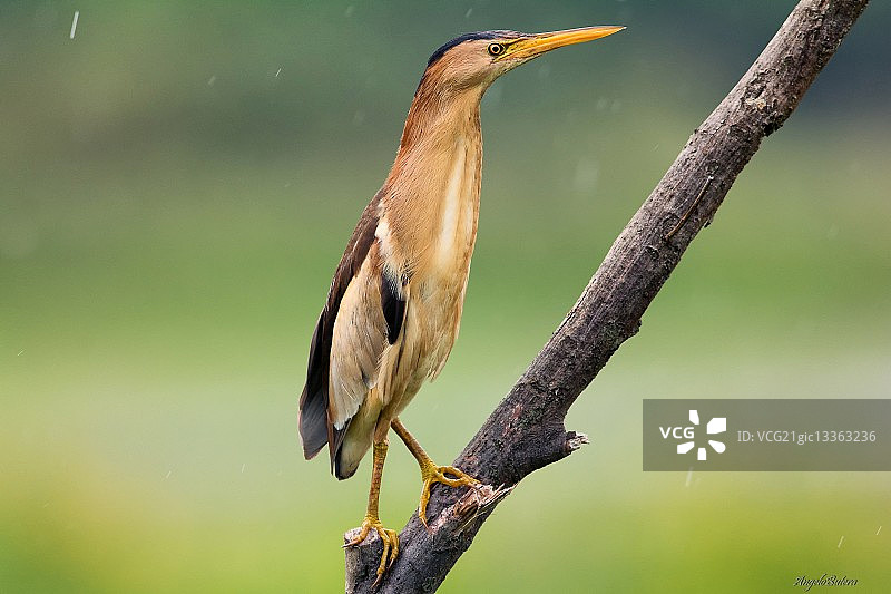 小麻鳽栖息在树枝上图片素材