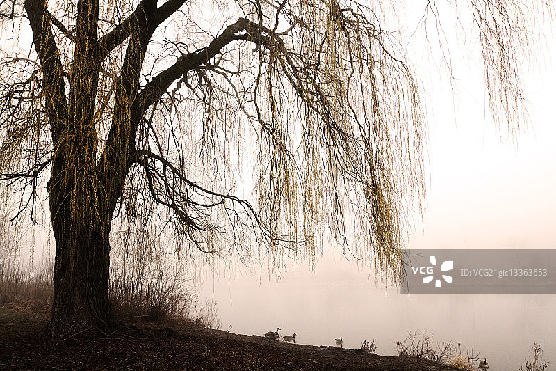 雾气蒙蒙的湖边的垂柳图片素材