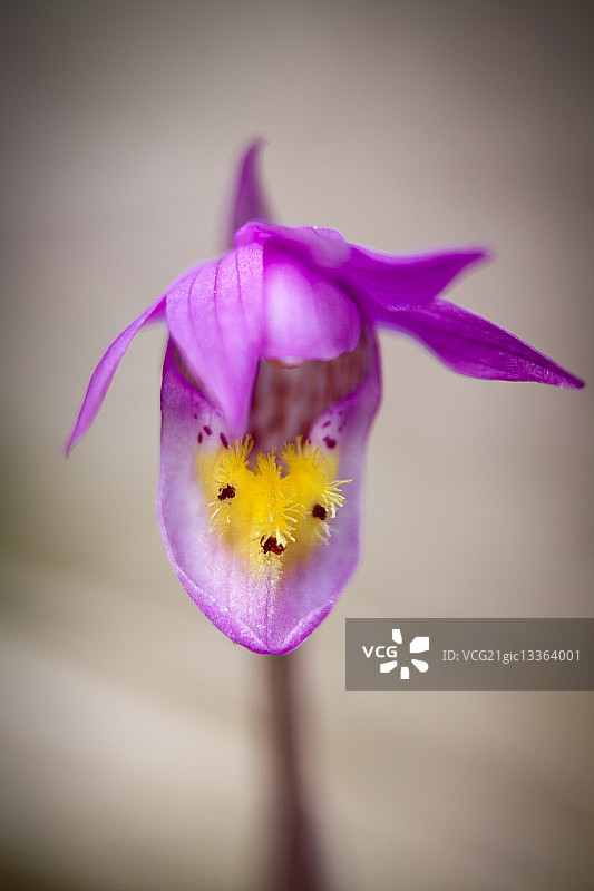 加拿大艾伯塔省贾斯珀国家公园的卡吕普索兰花图片素材