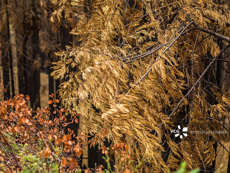 秋季的内华达山脉斯坦尼斯劳斯国家森林的树木图片素材
