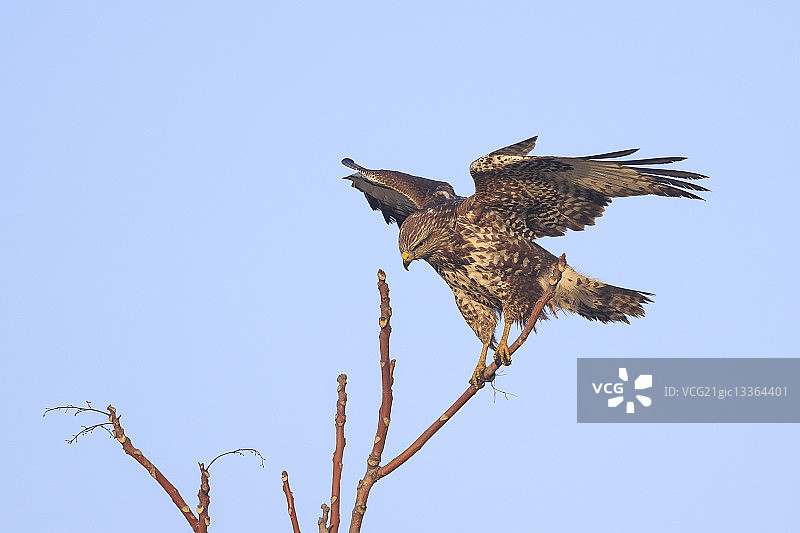 普通鵟图片素材