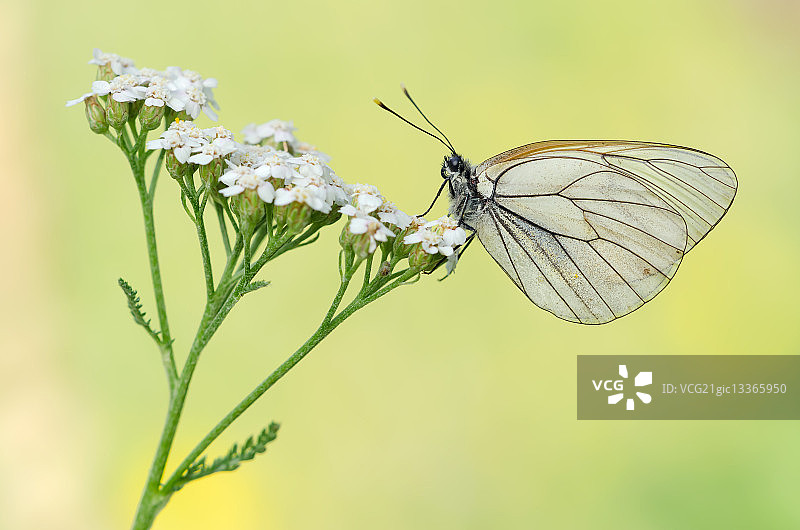 山楂粉蝶图片素材