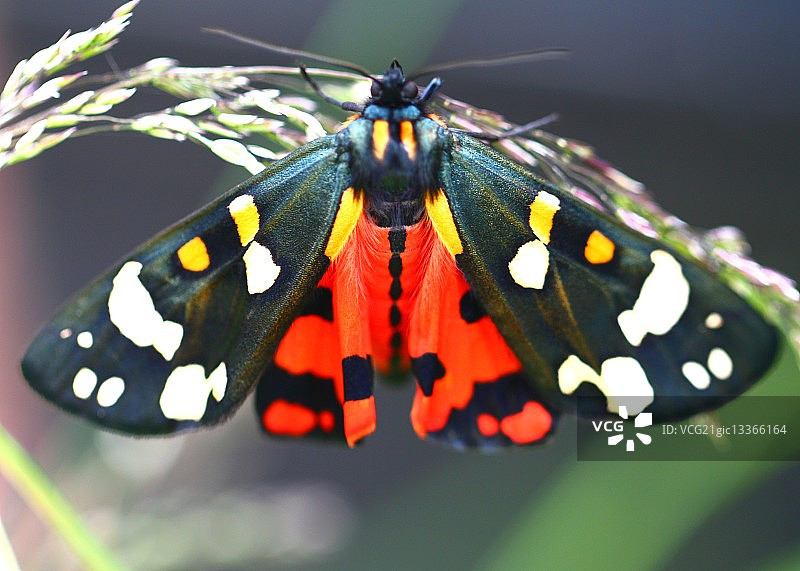英国虎蛾特写图片素材