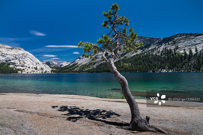 美国加利福尼亚州优胜美地国家公园特纳亚湖的树木图片素材
