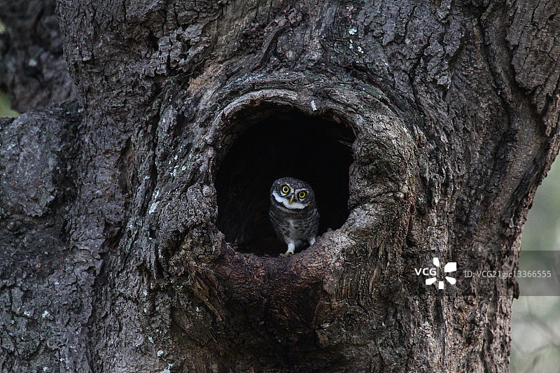斑点小鸮从树洞中探出头，印度卡纳塔克邦班加罗尔图片素材