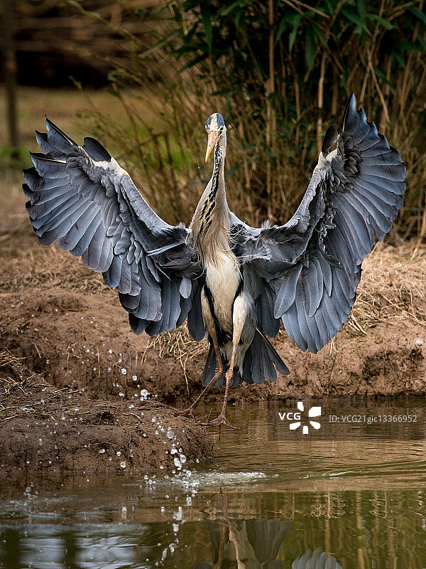 展开翅膀的苍鹭图片素材