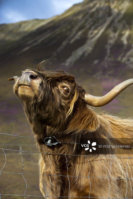 苏格兰公牛图片素材