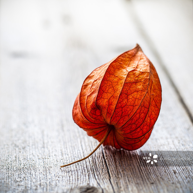 灯笼果特写图片素材