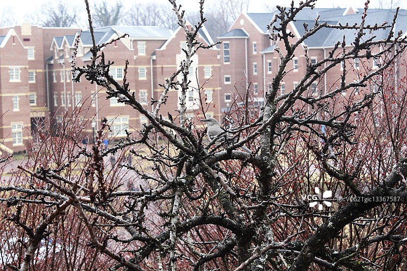 伪装（隐藏的鸟）图片素材