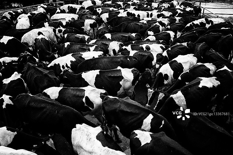 马来西亚沙巴州昆达桑奶牛图片素材