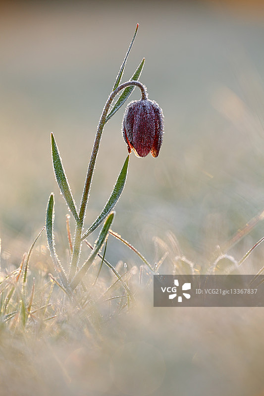 东方贝母图片素材
