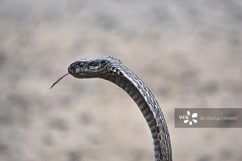 愤怒的蛇图片素材