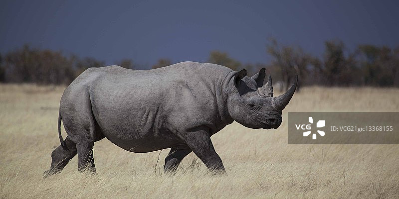 纳米比亚埃托沙国家公园的濒危黑犀牛图片素材