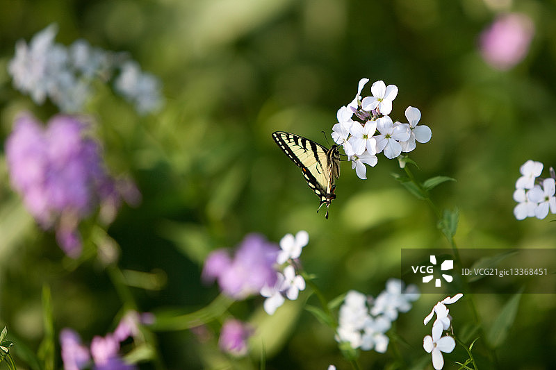 蝴蝶停在福禄考花上图片素材