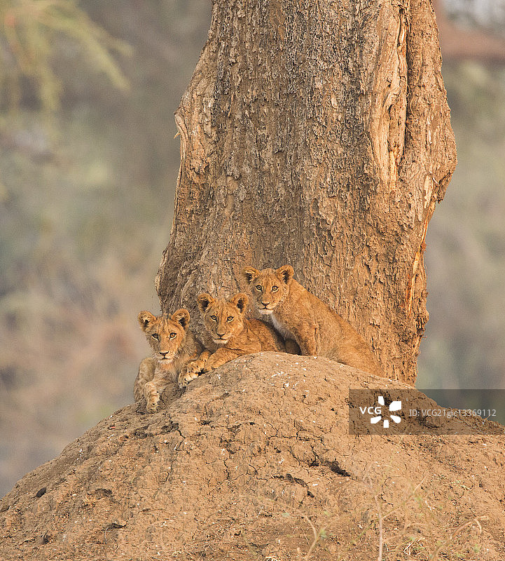 土墩上的幼狮图片素材