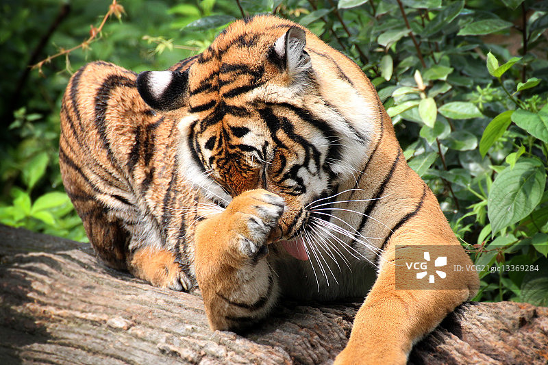 舔舐的老虎图片素材