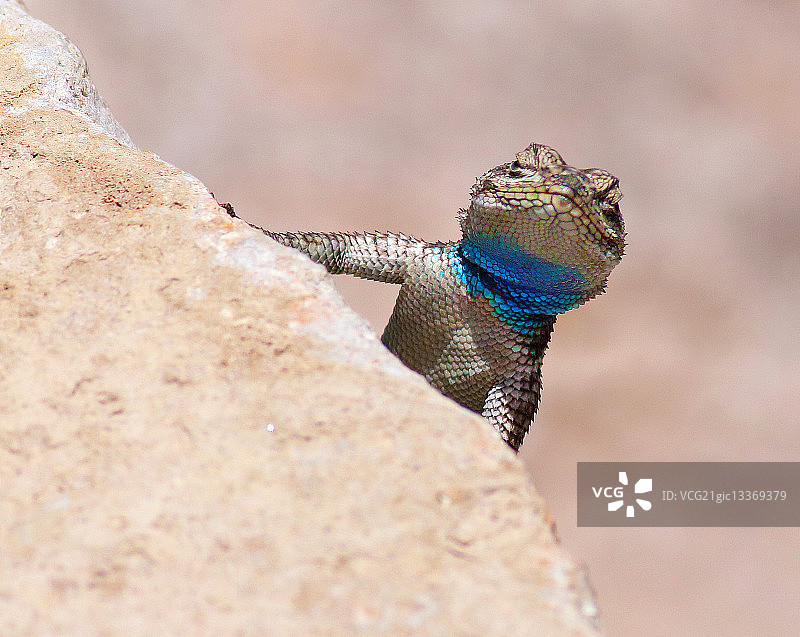 亚罗的棘蜥蜴图片素材