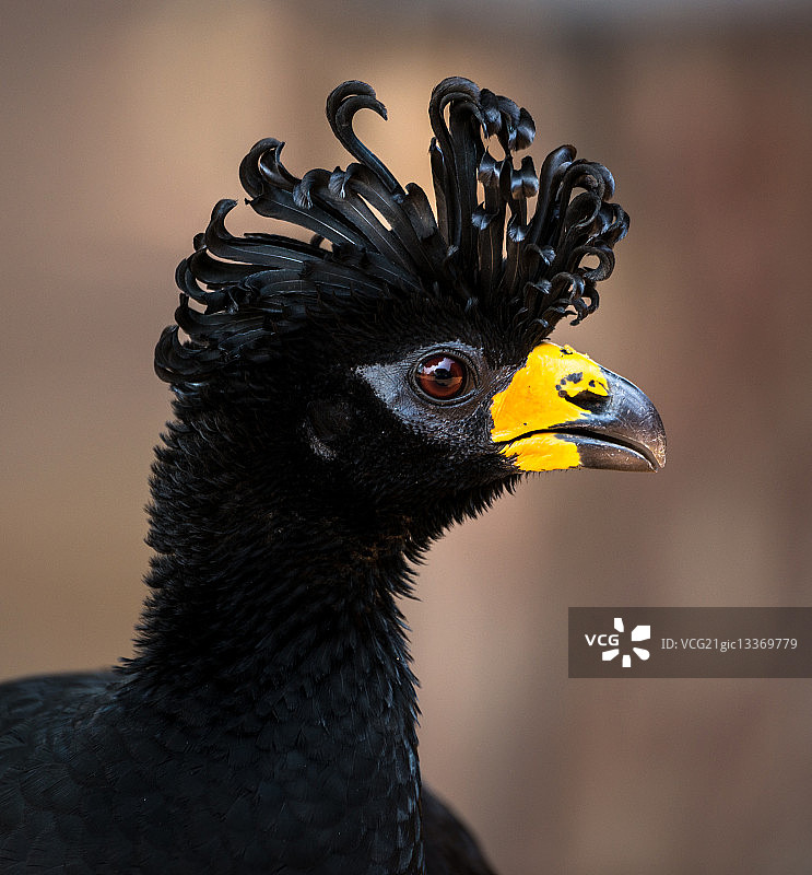 裸脸蕉鹃图片素材