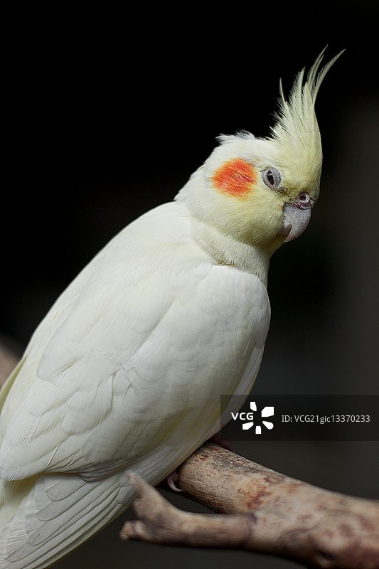 白色玄凤鹦鹉图片素材