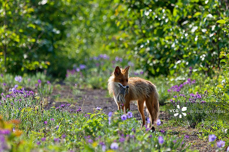 红狐狸叼着一只死地鼠图片素材