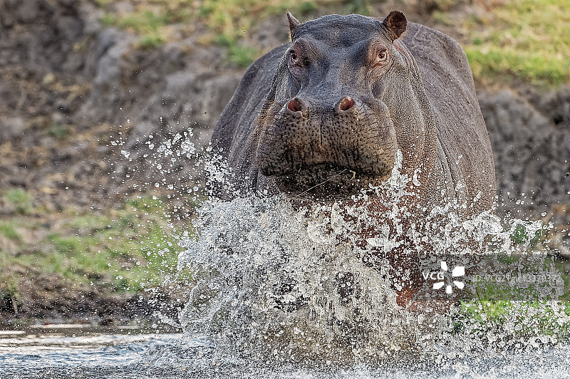 博茨瓦纳乔贝国家公园里正在冲锋的河马图片素材