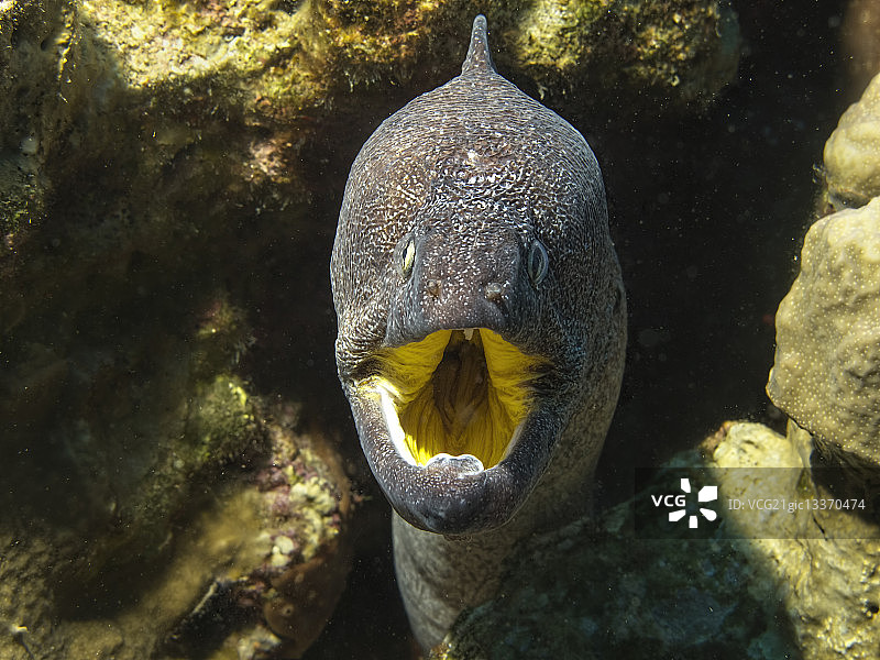 黄口海鳝图片素材