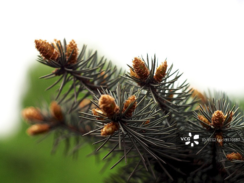 云杉特写，俄罗斯图片素材