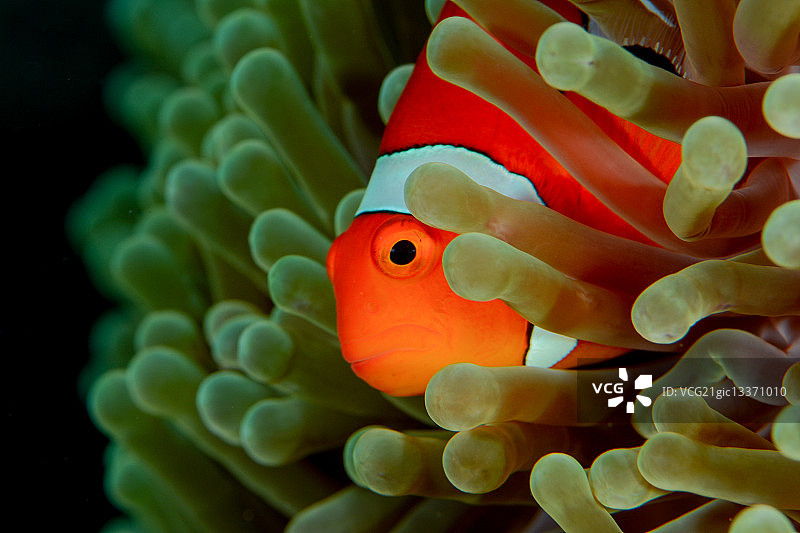 水下的小丑鱼，科莫多国家公园，印度尼西亚图片素材