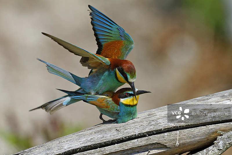 一对蜂虎正在交配图片素材