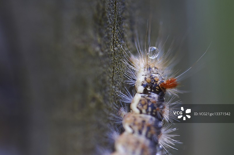 多毛蠕虫图片素材