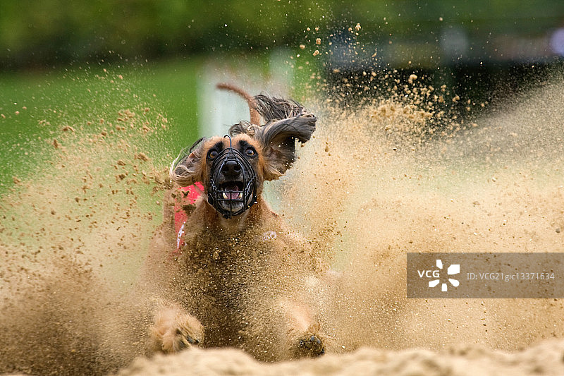 阿富汗猎犬行动中图片素材