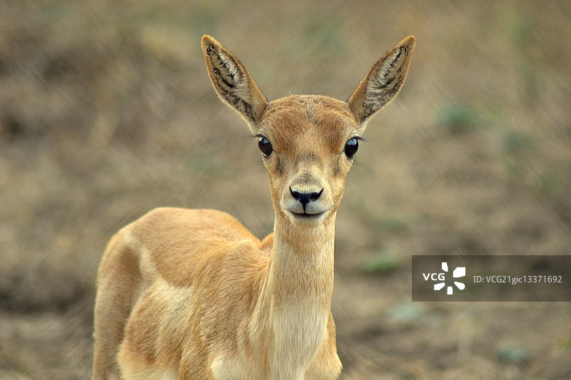 年轻的黑羚肖像图片素材