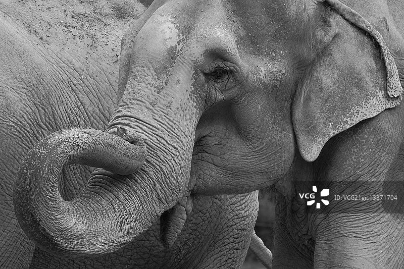 德国大象肖像图片素材