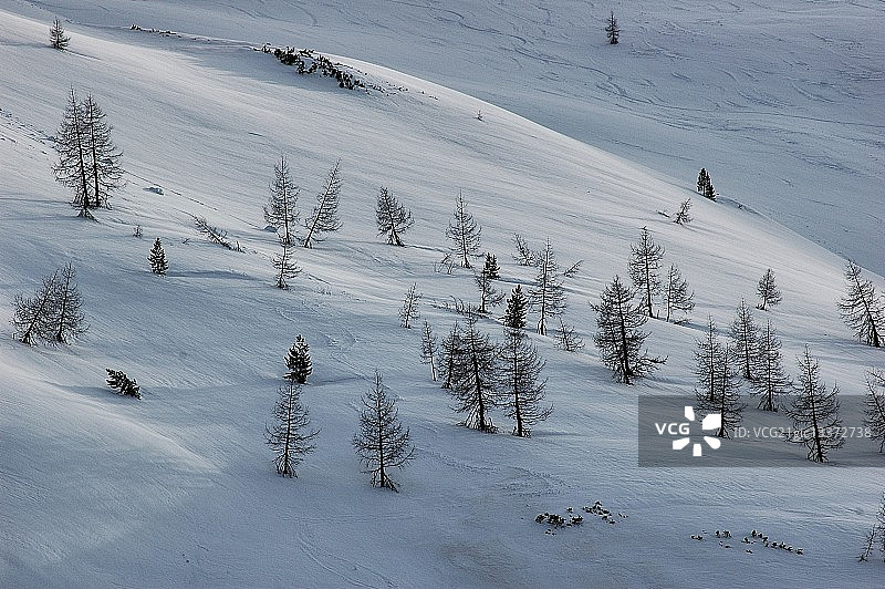 障碍滑雪树木图片素材