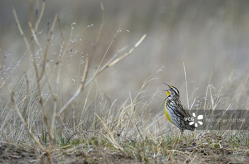 西部草地鹨张嘴特写图片素材