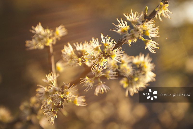 花梗上的花朵，卡尔斯克鲁纳，布莱金厄，瑞典图片素材