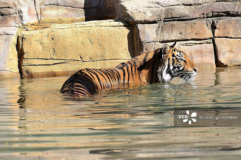 老虎站在水中图片素材