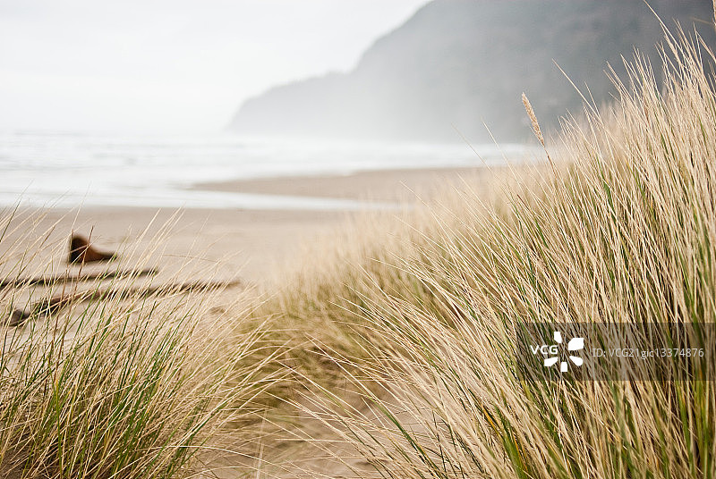 沙滩草图片素材