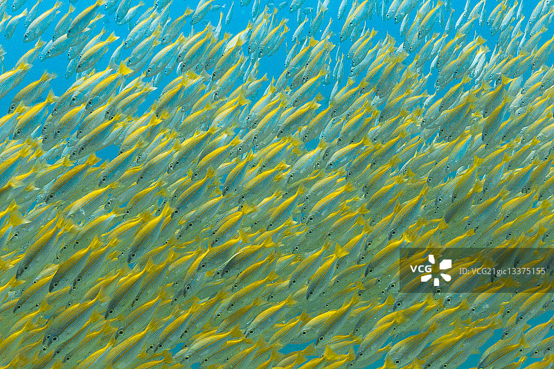 黄尾 snapper 鱼群图片素材