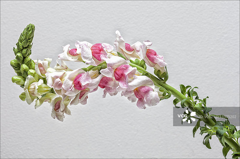 盛开的龙口花（金鱼草）图片素材