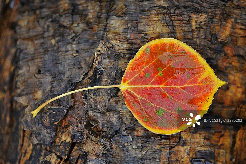 美国怀俄明州大提顿国家公园湿树皮上的白杨树叶图片素材