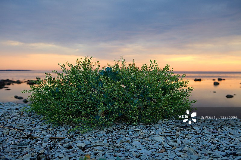 日落时分的海甘蓝图片素材