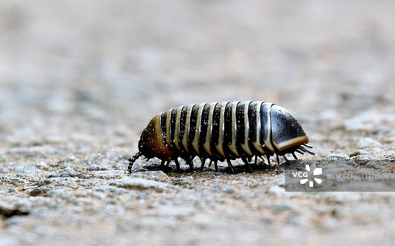 漫漫回家路-球鼠妇图片素材