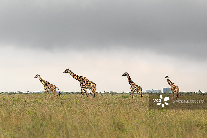 肯尼亚的  giraffe  家庭图片素材