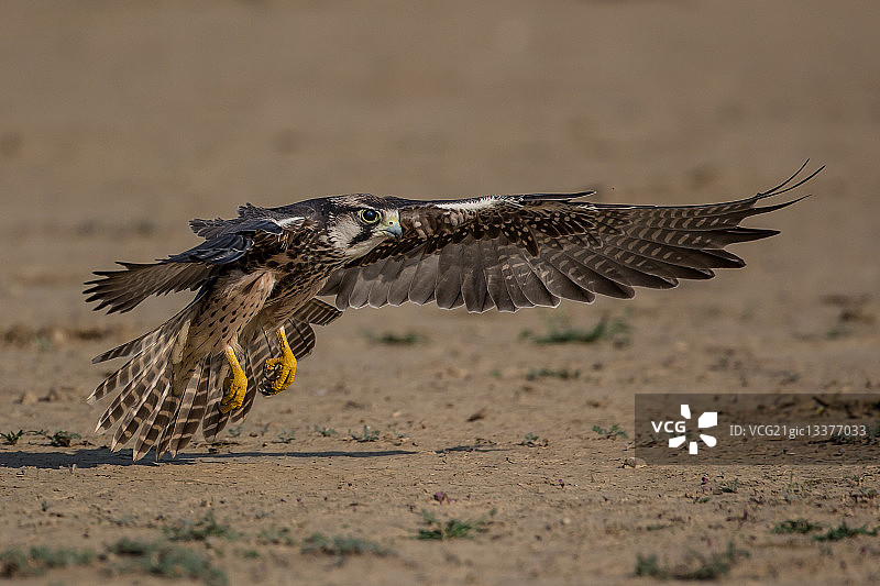 猎隼（Falco biarmicus）贴近地面飞行图片素材