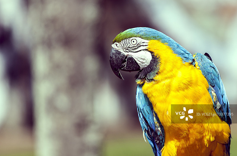 金刚鹦鹉图片素材